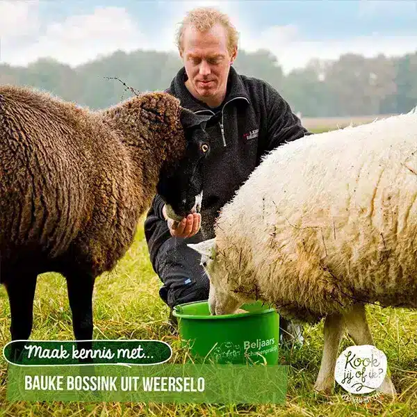 A man in a field feeding sheep with a green bucket, surrounded by grass and a clear blue sky.